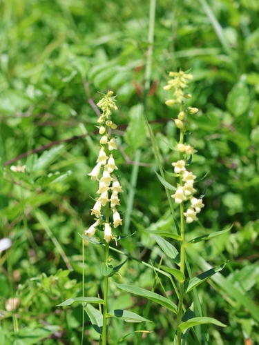 Straw Foxglove
