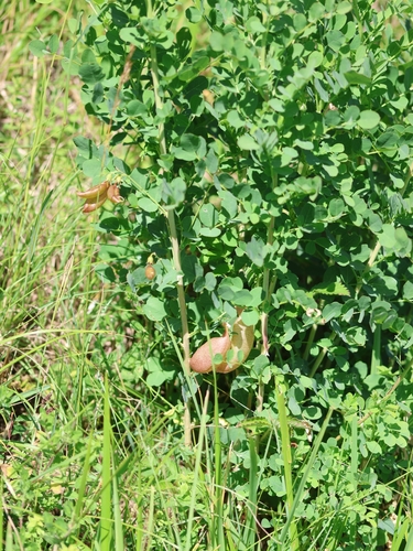 Bladder-senna