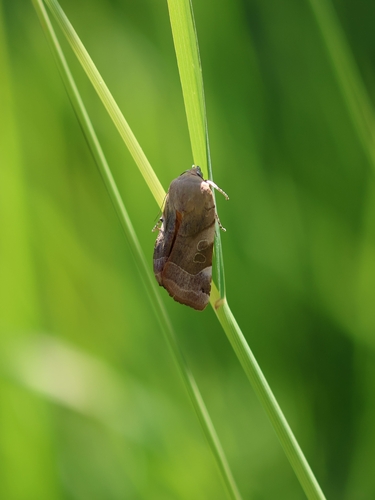 Broad-bordered Yellow Underwing