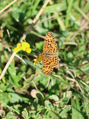 Weaver's Fritillary
