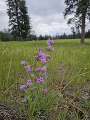 Penstemon eriantherus, photograph (c) Ian Adams, some rights reserved (CC BY)