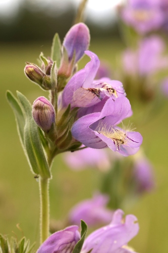 Penstemon eriantherus, photograph 5