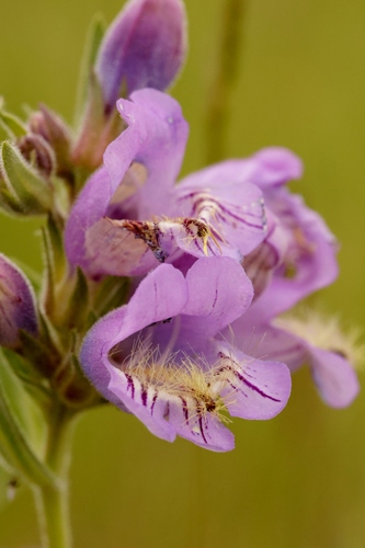 Penstemon eriantherus, photograph 6