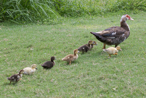 Muscovy Duck
