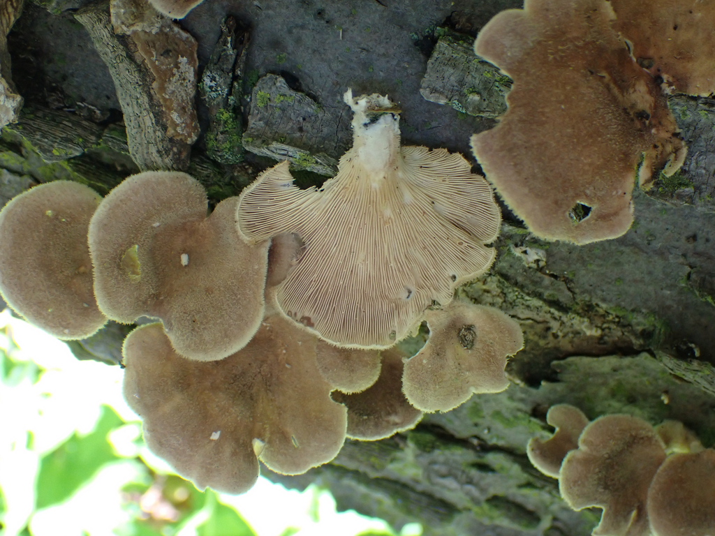 Hairy Oyster Mushroom · June 2026 · photo: Photo: no rights reserved · iNaturalist