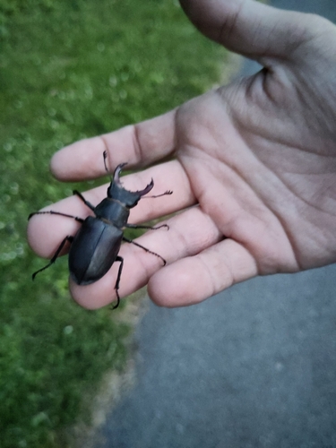 European Stag Beetle