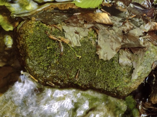 Hygroamblystegium tenax observed 2026-06-06
