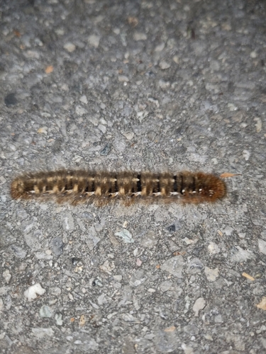 Oak Eggar