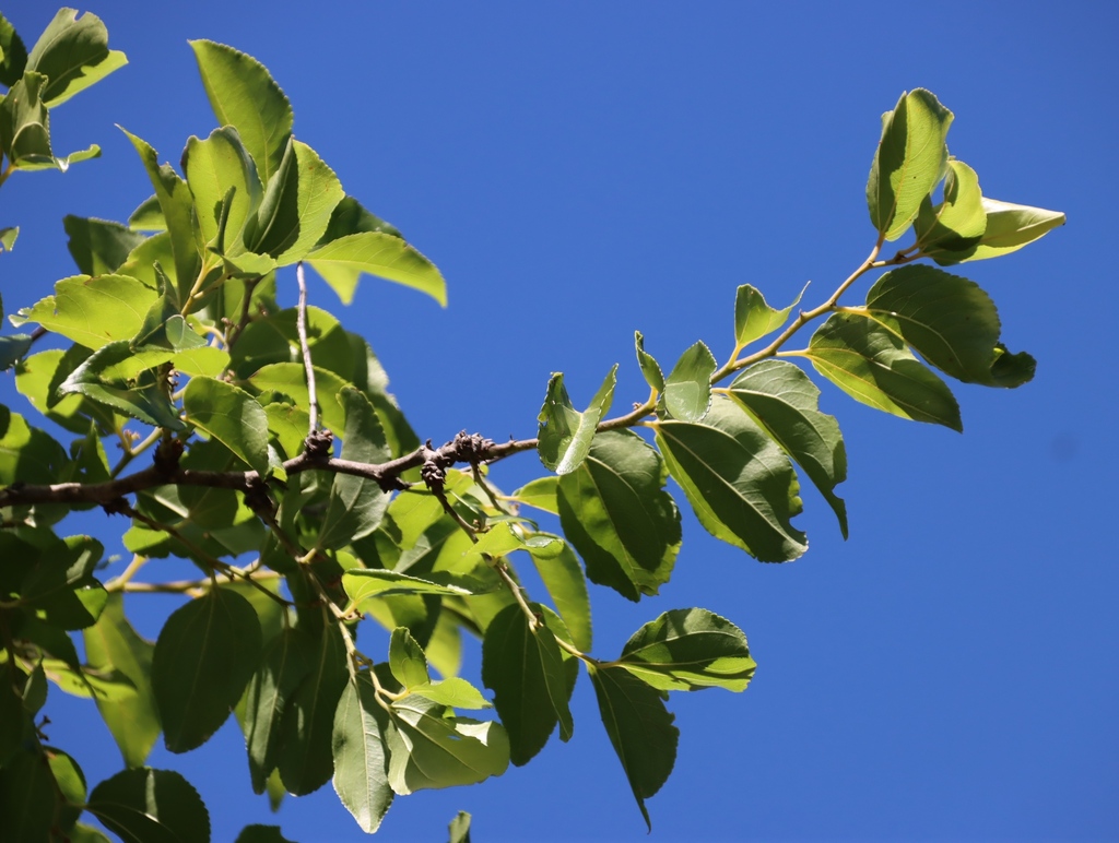 Ziziphus mucronata; photograph (c) Tony Rebelo, some rights reserved (CC BY-SA)