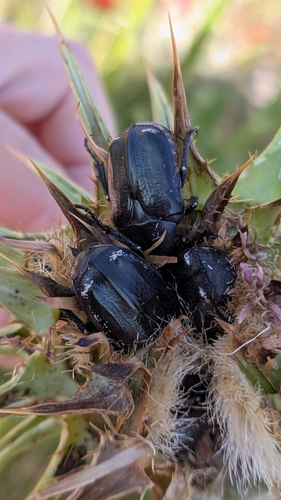 Aethiessa floralis