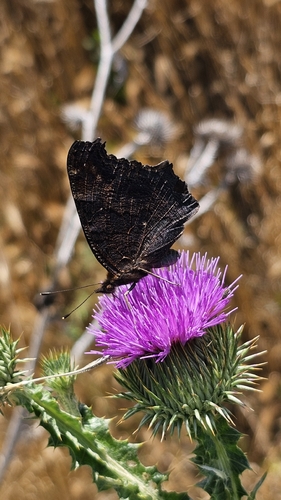 European Peacock Butterfly