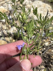 (c) Sam Kieschnick, some rights reserved (CC BY) Salvia texana, photograph (c) Sam Kieschnick, some rights reserved (CC BY)