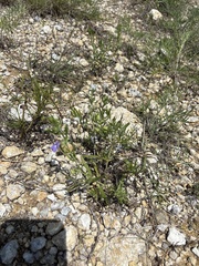 (c) Sam Kieschnick, some rights reserved (CC BY) Salvia texana, photograph (c) Sam Kieschnick, some rights reserved (CC BY)