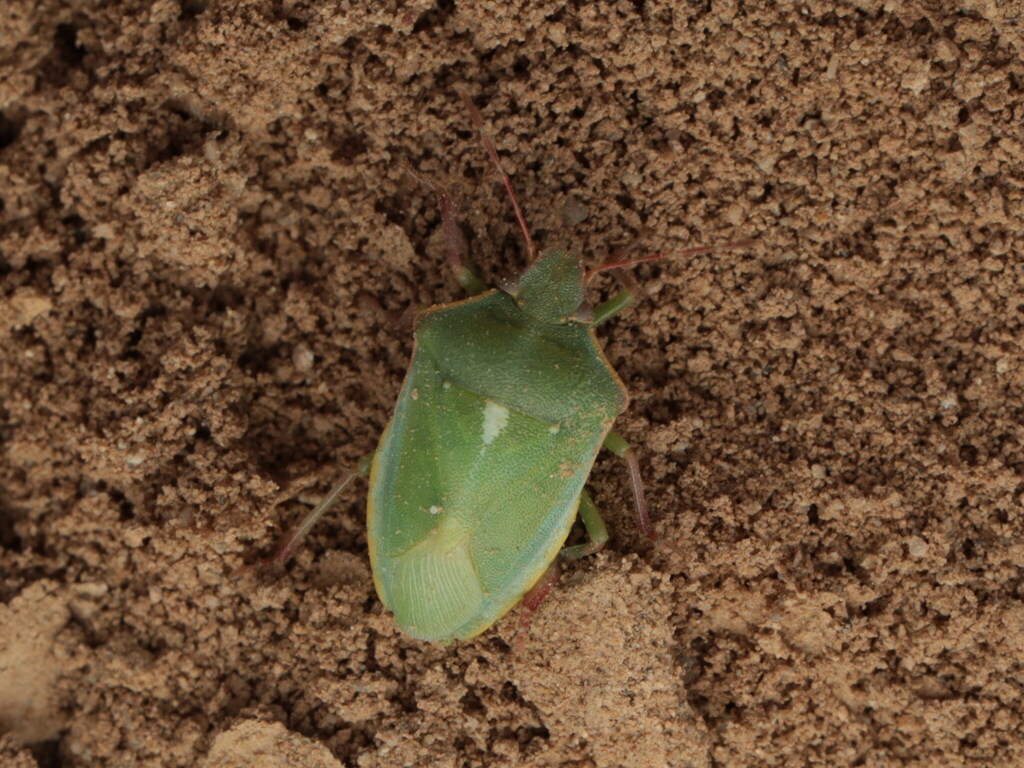 Brachynema purpureomarginatum