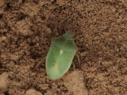 Brachynema purpureomarginatum