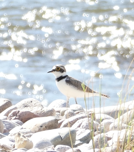Little Ringed Plover
