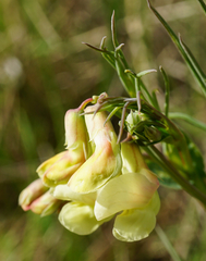 Lathyrus pannonicus collinus