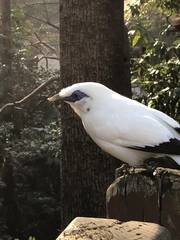 Leucopsar rothschildi