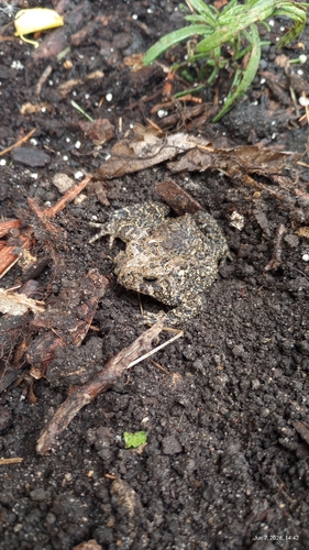 American Toad