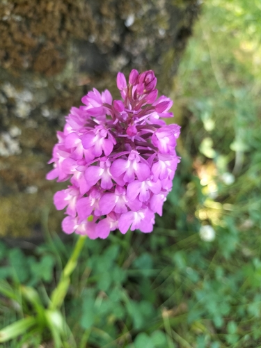 pyramidal orchid