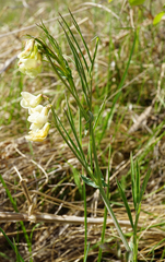 Lathyrus pannonicus collinus