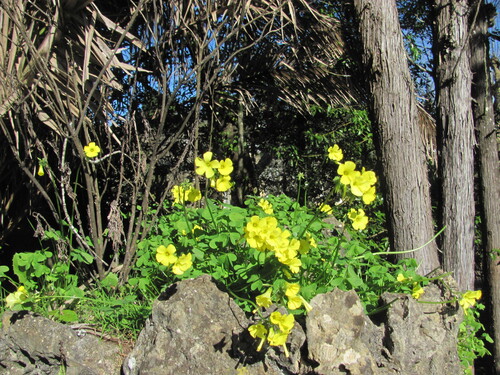 Oxalis pes-caprae