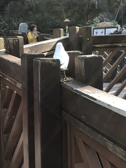 Leucopsar rothschildi