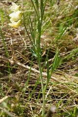 Lathyrus pannonicus collinus