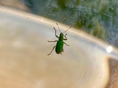 Pachyrhinus lethierryi
