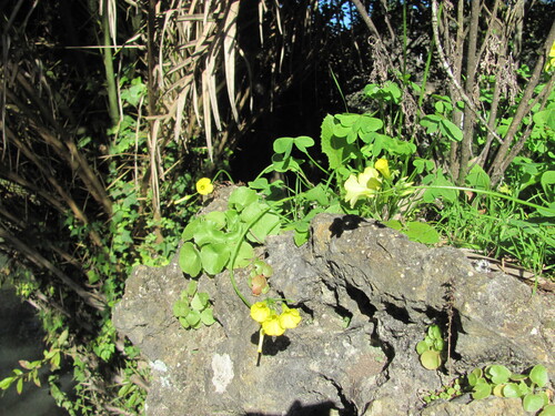 Oxalis pes-caprae