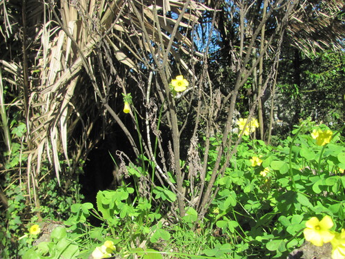 Oxalis pes-caprae
