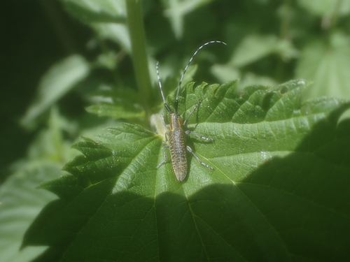 Golden-bloomed Longhorn Beetle