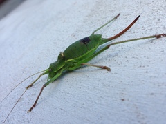 Ephippiger perforatus