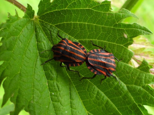 European Striped Shield Bug