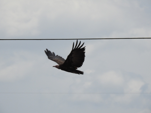 Hooded Vulture