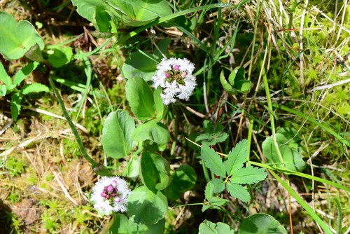 Bogbean