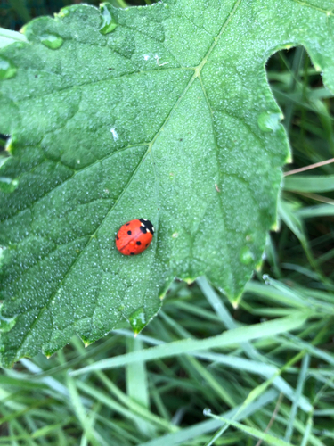 Seven-spotted Lady Beetle