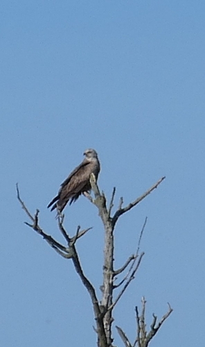 Black Kite