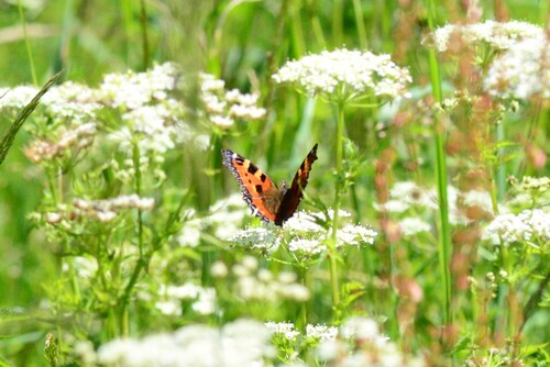 Small Tortoiseshell