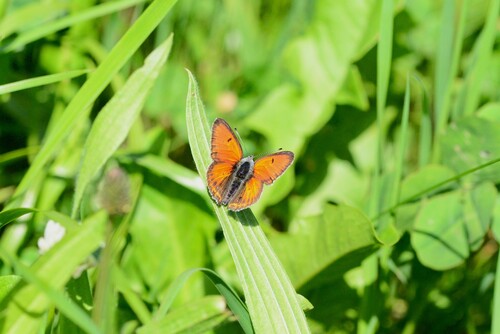 Purple-edged Copper