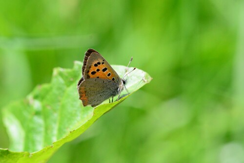 Small Copper