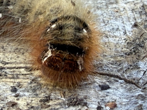 Oak Eggar