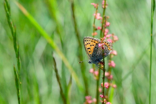 Sooty Copper