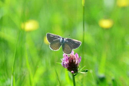 Mazarine Blue