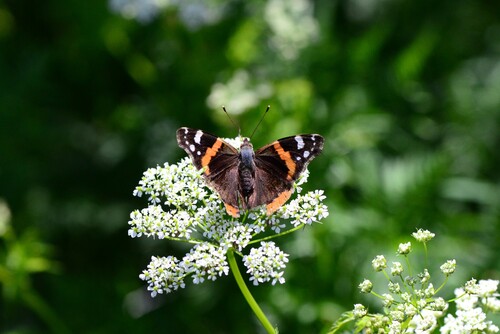 Red Admiral