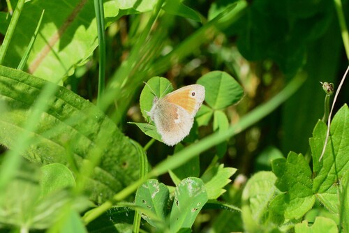 Small Heath