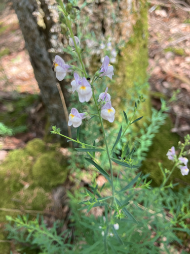 Pale Toadflax