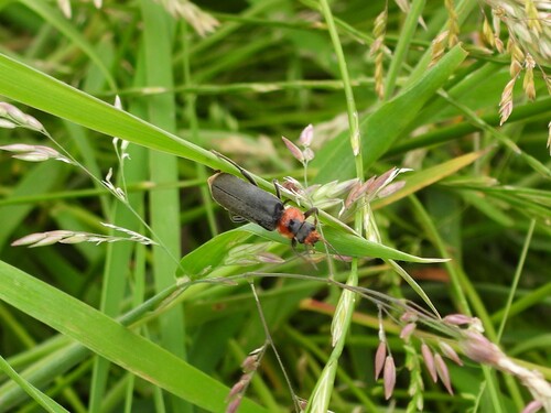 Dark Sailor Beetle