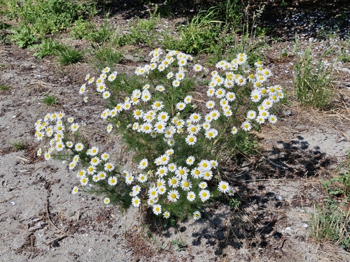 German Chamomile