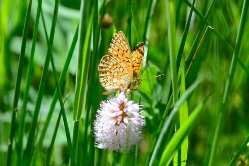 Bog Fritillary